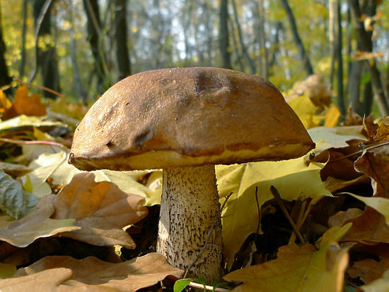 Будут ли грибы в Карелии в этом году: мнение ученых